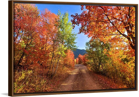 "Fall Colors Down a Dirt Road in the Cub River Area"