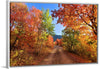 "Fall Colors Down a Dirt Road in the Cub River Area"