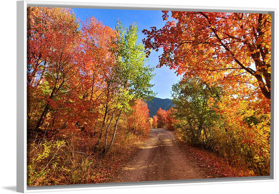 "Fall Colors Down a Dirt Road in the Cub River Area"