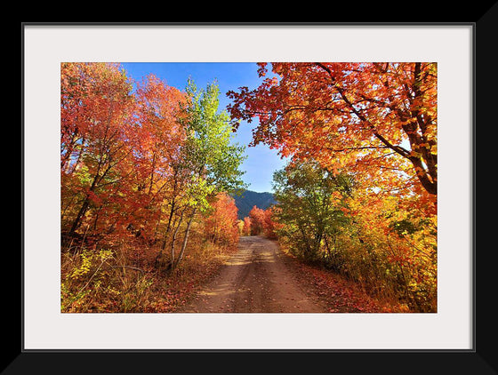 "Fall Colors Down a Dirt Road in the Cub River Area"