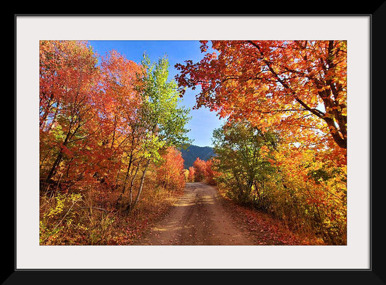 "Fall Colors Down a Dirt Road in the Cub River Area"