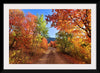 "Fall Colors Down a Dirt Road in the Cub River Area"