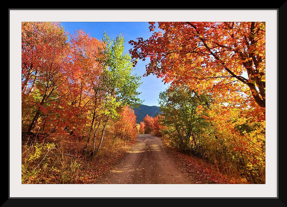 "Fall Colors Down a Dirt Road in the Cub River Area"