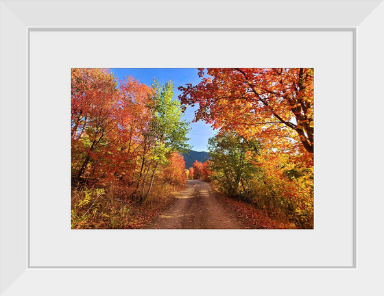 "Fall Colors Down a Dirt Road in the Cub River Area"