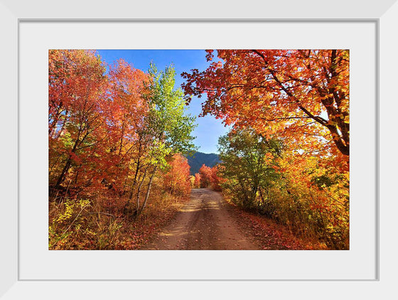 "Fall Colors Down a Dirt Road in the Cub River Area"