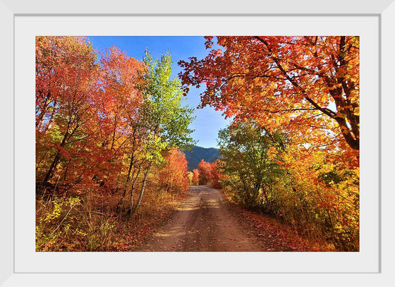 "Fall Colors Down a Dirt Road in the Cub River Area"