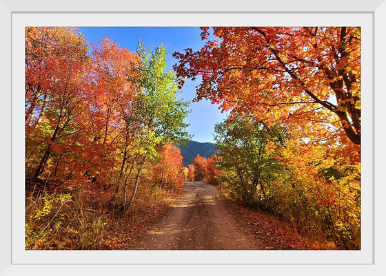 "Fall Colors Down a Dirt Road in the Cub River Area"