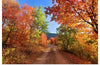 "Fall Colors Down a Dirt Road in the Cub River Area"