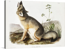  Swift Fox (Vulpes velox) from the viviparous quadrupeds of North America (1845) illustrated by John Woodhouse Audubon (1812-1862). Original from The New York Public Library. With its mouth agape, a fox sits on the ground, captivated by something unseen. What could have caught its attention?