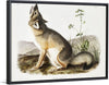 "Swift Fox (Vulpes velox)", John Woodhouse Audubon