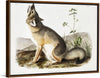 "Swift Fox (Vulpes velox)", John Woodhouse Audubon