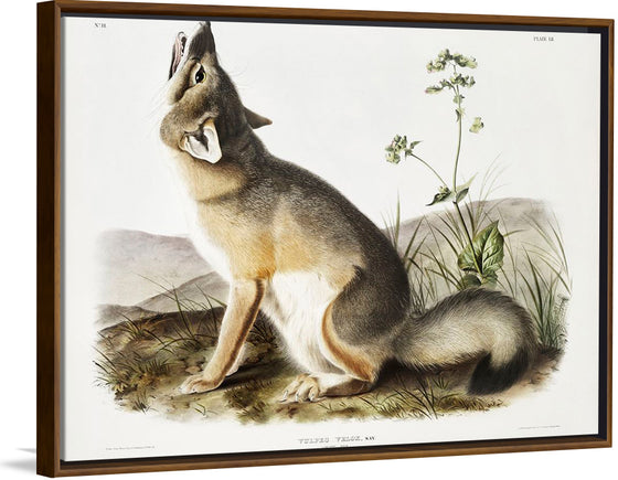 "Swift Fox (Vulpes velox)", John Woodhouse Audubon