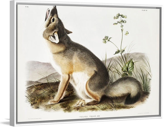 "Swift Fox (Vulpes velox)", John Woodhouse Audubon