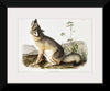 "Swift Fox (Vulpes velox)", John Woodhouse Audubon