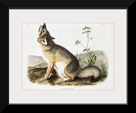 "Swift Fox (Vulpes velox)", John Woodhouse Audubon