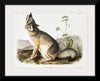 "Swift Fox (Vulpes velox)", John Woodhouse Audubon