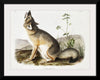 "Swift Fox (Vulpes velox)", John Woodhouse Audubon