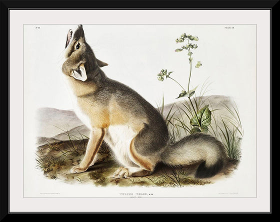 "Swift Fox (Vulpes velox)", John Woodhouse Audubon