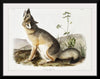 "Swift Fox (Vulpes velox)", John Woodhouse Audubon