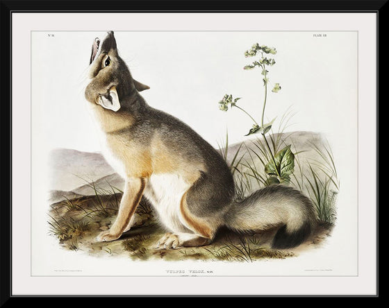 "Swift Fox (Vulpes velox)", John Woodhouse Audubon