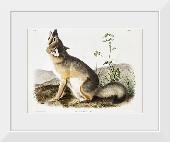 "Swift Fox (Vulpes velox)", John Woodhouse Audubon