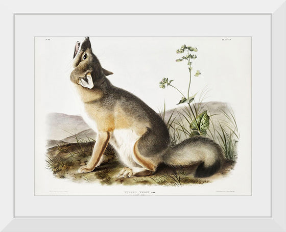 "Swift Fox (Vulpes velox)", John Woodhouse Audubon