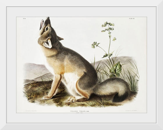 "Swift Fox (Vulpes velox)", John Woodhouse Audubon