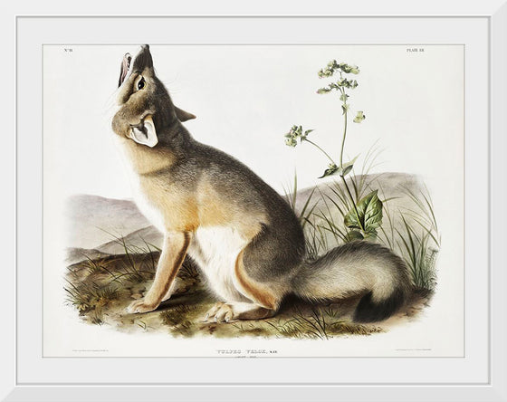 "Swift Fox (Vulpes velox)", John Woodhouse Audubon