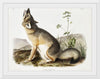 "Swift Fox (Vulpes velox)", John Woodhouse Audubon