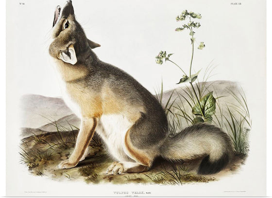 "Swift Fox (Vulpes velox)", John Woodhouse Audubon