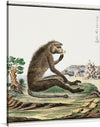 Thank you for sharing the image of Robert Jacob Gordon’s “Papio ursinus: Chacma Baboon (1773–1786).” This exquisite print captures the majestic Chacma Baboon in a moment of serene contemplation, surrounded by the lush and wild beauty of its natural habitat. 