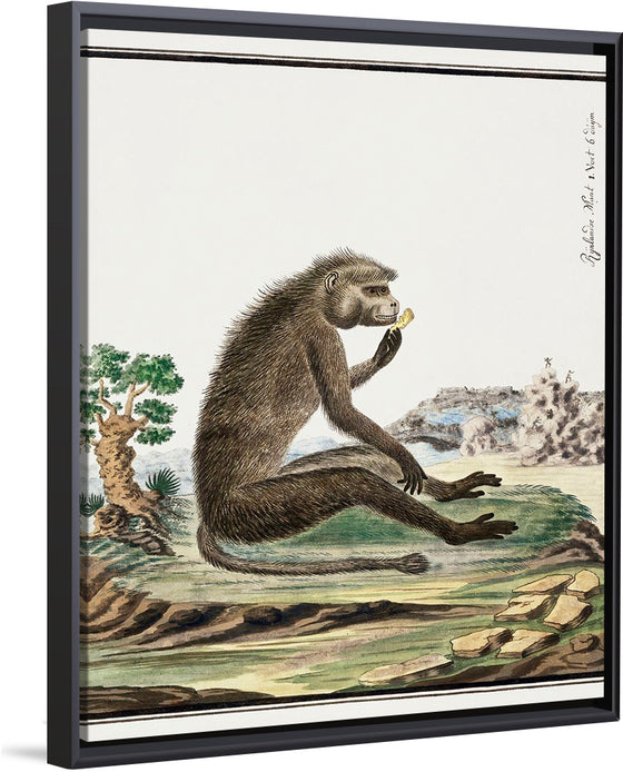"Papio ursinus: Chacma Baboon (1773–1786)", Robert Jacob Gordon
