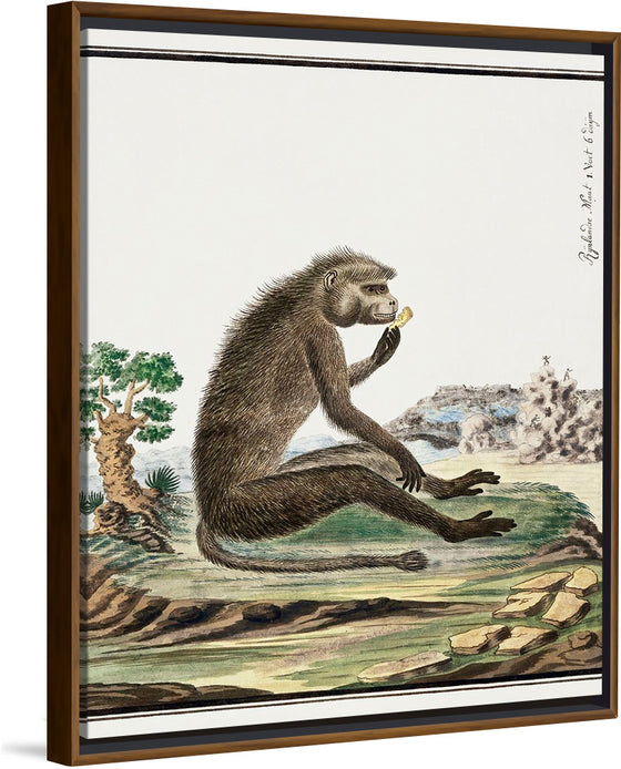 "Papio ursinus: Chacma Baboon (1773–1786)", Robert Jacob Gordon