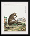 "Papio ursinus: Chacma Baboon (1773–1786)", Robert Jacob Gordon