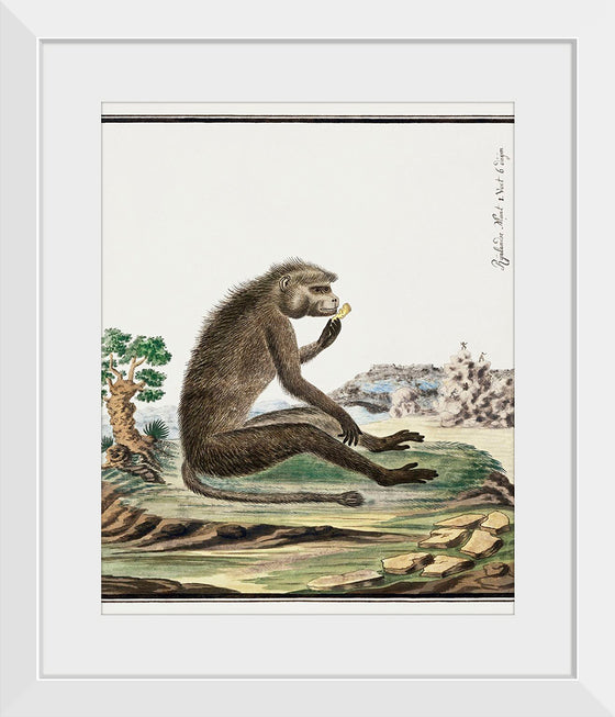 "Papio ursinus: Chacma Baboon (1773–1786)", Robert Jacob Gordon