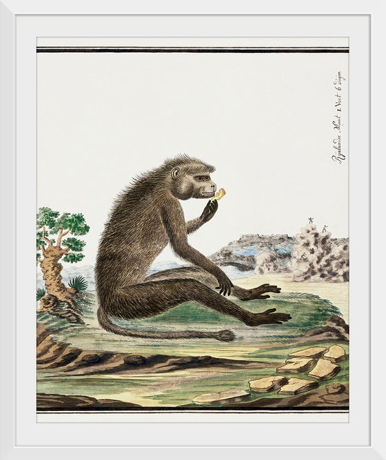 "Papio ursinus: Chacma Baboon (1773–1786)", Robert Jacob Gordon