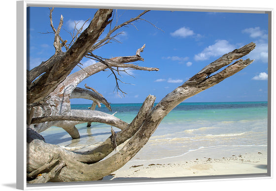 "Havelock Island", Vyacheslav Argenberg