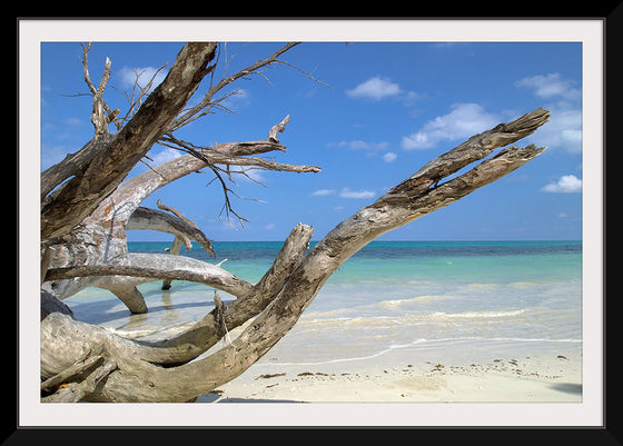 "Havelock Island", Vyacheslav Argenberg