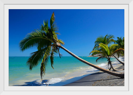 "Coqueiros Praia do Espelho"