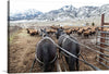 “Stephens Creek daily feeding” captures a moment of raw, natural beauty and the harmonious coexistence of man and nature. In this exquisite print, witness a herd of bison in their majestic grandeur against the backdrop of snow-capped mountains. The perspective from behind two harnessed horses adds an element of human touch, evoking a sense of unity and respect between species. 