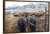 "Stephens Creek daily feeding"