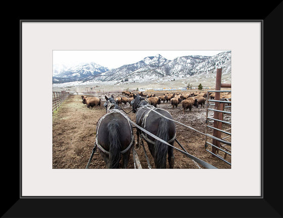 "Stephens Creek daily feeding"