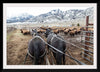 "Stephens Creek daily feeding"