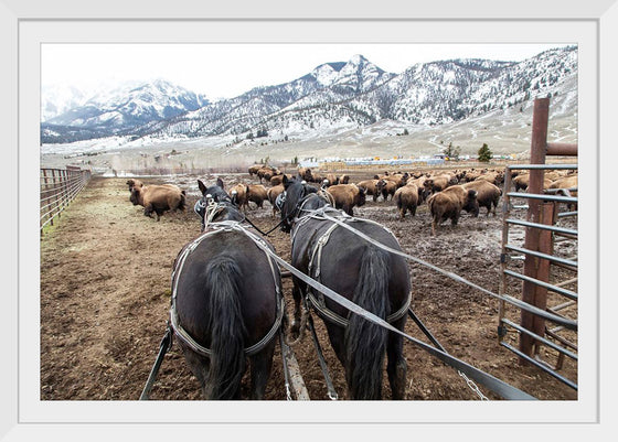 "Stephens Creek daily feeding"