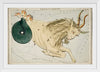 "Sidney Hall’s (1831) Astronomical Chart Illustration of the Zodiac Capricornus"