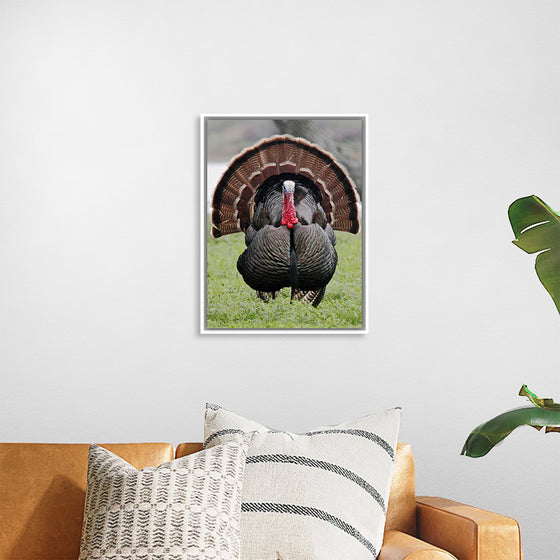 "Wild turkey bird"