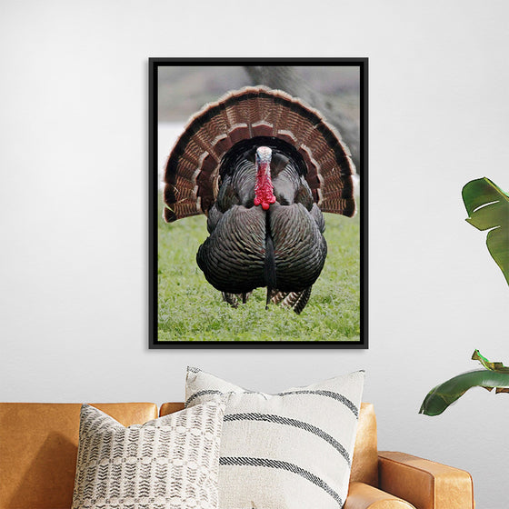 "Wild turkey bird"