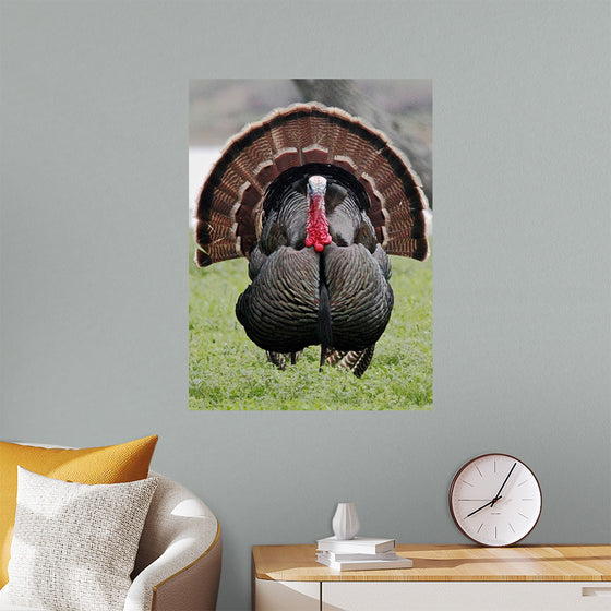 "Wild turkey bird"