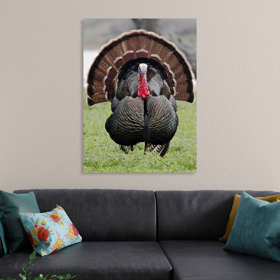 "Wild turkey bird"