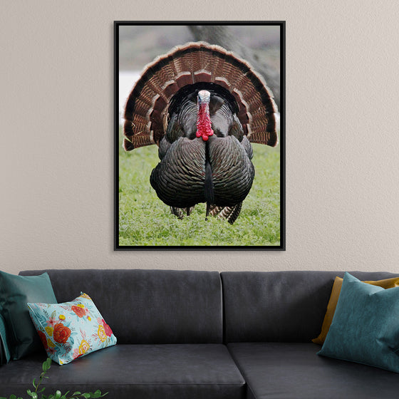 "Wild turkey bird"